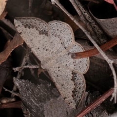 Taxeotis intextata at O'Connor, ACT - 24 Nov 2025 by ConBoekel