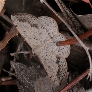 Unverified Moth (Lepidoptera) at O'Connor, ACT - 24 Nov 2025 by ConBoekel