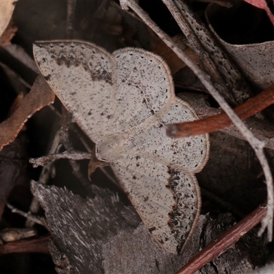 Taxeotis intextata at O'Connor, ACT - 24 Nov 2025 by ConBoekel