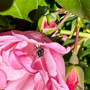 Unverified Bee (Hymenoptera, Apiformes) at Cann River, VIC - Yesterday by KMcCue
