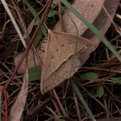 Epidesmia hypenaria (Long-nosed Epidesmia) at O'Connor, ACT - 24 Nov 2025 by ConBoekel