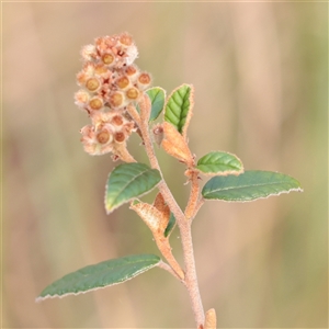 Unverified Other Shrub at O'Connor, ACT - 24 Nov 2025 by ConBoekel