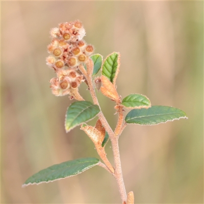 Unverified Other Shrub at O'Connor, ACT - 24 Nov 2025 by ConBoekel