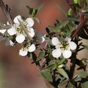 Unverified Other Shrub at O'Connor, ACT - 24 Nov 2025 by ConBoekel