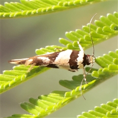 Macrobathra desmotoma ( A Cosmet moth) at O'Connor, ACT - 24 Nov 2025 by ConBoekel