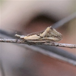 Unverified Moth (Lepidoptera) at O'Connor, ACT - 24 Nov 2025 by ConBoekel