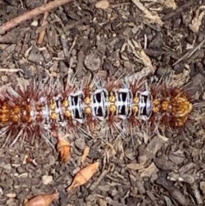 Chelepteryx collesi (White-stemmed Gum Moth) at Theodore, ACT - Yesterday by Cardy