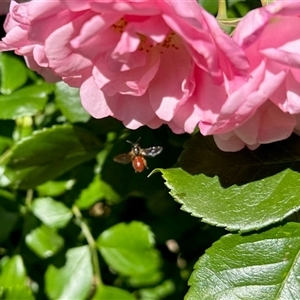 Unverified True fly (Diptera) at Cann River, VIC - Yesterday by KMcCue