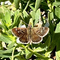 Unverified Skipper (Hesperiidae) at Black Range, NSW - 25 Nov 2025 by KMcCue