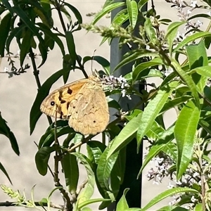Heteronympha merope at Black Range, NSW - Yesterday by KMcCue