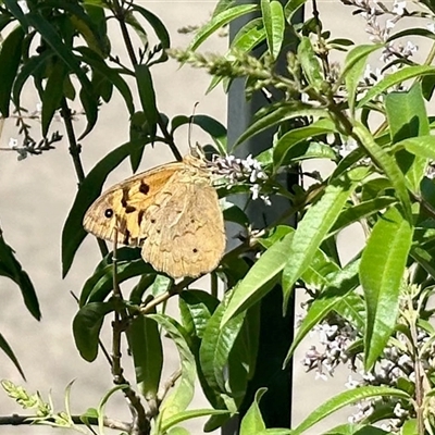 Heteronympha merope (Common Brown Butterfly) at Black Range, NSW - 25 Nov 2025 by KMcCue