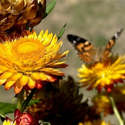 Vanessa kershawi (Australian Painted Lady) at Black Range, NSW - 25 Nov 2025 by KMcCue