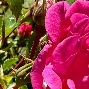 Unverified Lady beetle (Coccinellidae) at Cann River, VIC - Yesterday by KMcCue