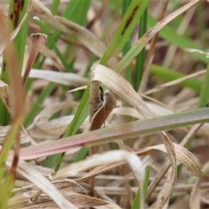 Unverified Moth (Lepidoptera) at Lyons, ACT - Today by ran452