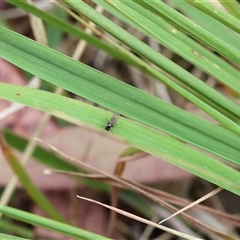 Unverified True fly (Diptera) at Lyons, ACT - 26 Nov 2025 by ran452