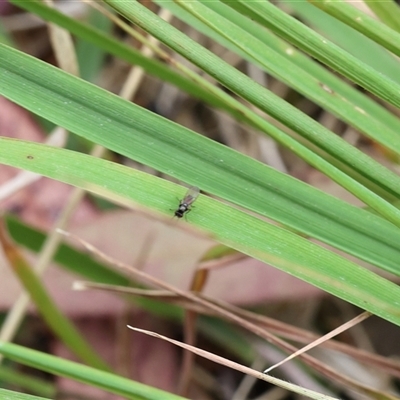 Unverified True fly (Diptera) at Lyons, ACT - 26 Nov 2025 by ran452
