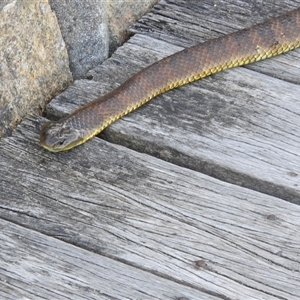 Notechis scutatus (Tiger Snake) at Metung, VIC - 24 Nov 2025 by KMcCue