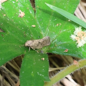 Syncometes vilis (Barea Group) at Lyons, ACT - Yesterday by ran452