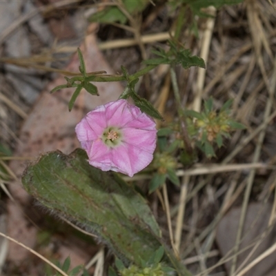 Convolvulus angustissimus at Gungahlin, ACT - 24 Nov 2025 by AlisonMilton