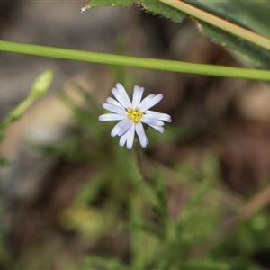 Vittadinia muelleri at Gungahlin, ACT - 24 Nov 2025 by AlisonMilton