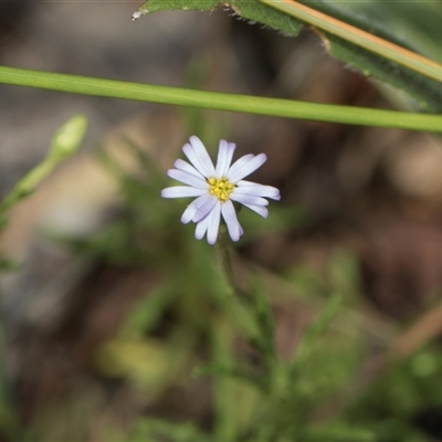 Vittadinia muelleri at Gungahlin, ACT - 24 Nov 2025 by AlisonMilton