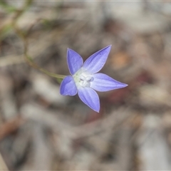 Wahlenbergia sp. at Gungahlin, ACT - 24 Nov 2025 by AlisonMilton