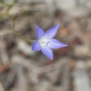 Wahlenbergia sp. at Gungahlin, ACT - 24 Nov 2025 by AlisonMilton