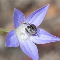 Lasioglossum (Chilalictus) sp. (genus & subgenus) (Halictid bee) at Gungahlin, ACT - 24 Nov 2025 by AlisonMilton