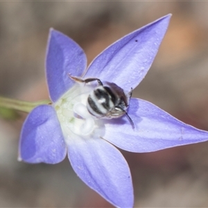 Lasioglossum (Chilalictus) sp. (genus & subgenus) (Halictid bee) at Gungahlin, ACT - 24 Nov 2025 by AlisonMilton