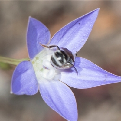 Lasioglossum (Chilalictus) sp. (genus & subgenus) (Halictid bee) at Gungahlin, ACT - 24 Nov 2025 by AlisonMilton