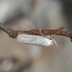 Philobota xiphostola (A Concealer moth (Philibota group) at Gungahlin, ACT - 24 Nov 2025 by AlisonMilton