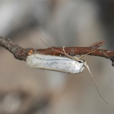 Philobota xiphostola (A Concealer moth (Philibota group) at Gungahlin, ACT - 24 Nov 2025 by AlisonMilton
