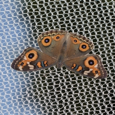 Junonia villida (Meadow Argus) at Higgins, ACT - 25 Nov 2025 by AlisonMilton