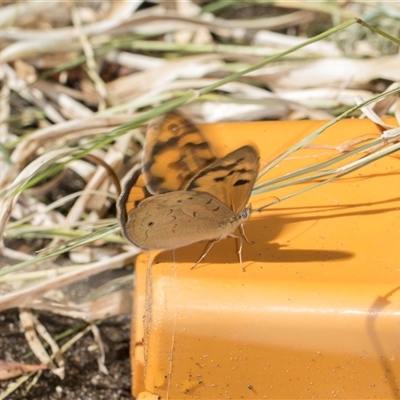 Heteronympha merope (Common Brown Butterfly) at Higgins, ACT - 26 Nov 2025 by AlisonMilton