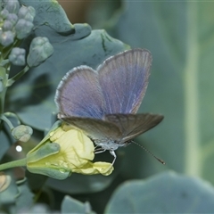 Zizina otis (Common Grass-Blue) at Higgins, ACT - 26 Nov 2025 by AlisonMilton
