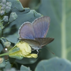 Zizina otis (Common Grass-Blue) at Higgins, ACT - Yesterday by AlisonMilton