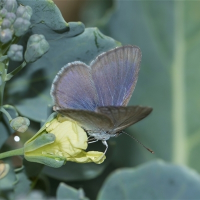 Zizina otis (Common Grass-Blue) at Higgins, ACT - 26 Nov 2025 by AlisonMilton