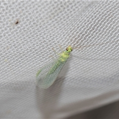 Unverified Green Lacewing (Chrysopidae) at Higgins, ACT - 26 Nov 2025 by AlisonMilton