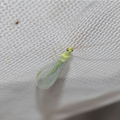 Unverified Green Lacewing (Chrysopidae) at Higgins, ACT - 26 Nov 2025 by AlisonMilton