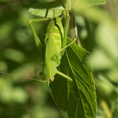 Caedicia simplex at Higgins, ACT - 26 Nov 2025 by AlisonMilton