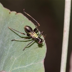 Torbia viridissima (Gum Leaf Katydid) at Gungahlin, ACT - 24 Nov 2025 by AlisonMilton