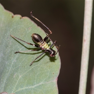 Torbia viridissima (Gum Leaf Katydid) at Gungahlin, ACT - 24 Nov 2025 by AlisonMilton