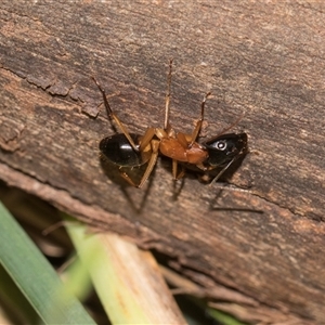 Camponotus consobrinus (Banded sugar ant) at Gungahlin, ACT - 24 Nov 2025 by AlisonMilton