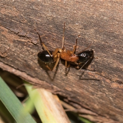 Camponotus consobrinus (Banded sugar ant) at Gungahlin, ACT - 24 Nov 2025 by AlisonMilton