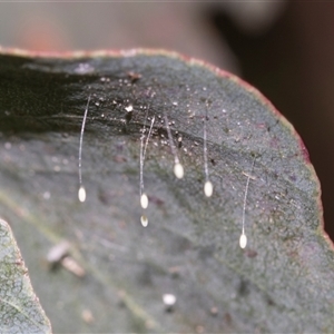 Unverified Lacewing (Neuroptera) at Gungahlin, ACT - 24 Nov 2025 by AlisonMilton