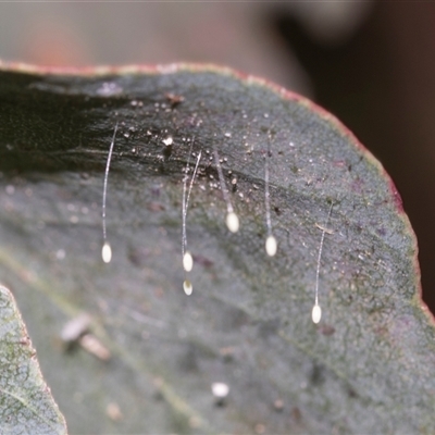 Neuroptera (order) (Unidentified lacewing) at Gungahlin, ACT - 24 Nov 2025 by AlisonMilton