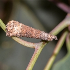 Conoeca guildingi (A case moth) at Gungahlin, ACT - 24 Nov 2025 by AlisonMilton