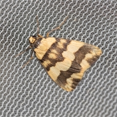 Termessa zonophanes (Double Yellow-patched Footman) at Higgins, ACT - 26 Nov 2025 by AlisonMilton