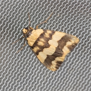 Termessa zonophanes (Double Yellow-patched Footman) at Higgins, ACT - Yesterday by AlisonMilton