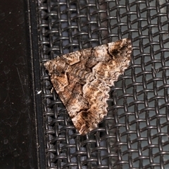 Gastrina cristaria (Wave-lined Geometrid) at Higgins, ACT - 25 Nov 2025 by AlisonMilton